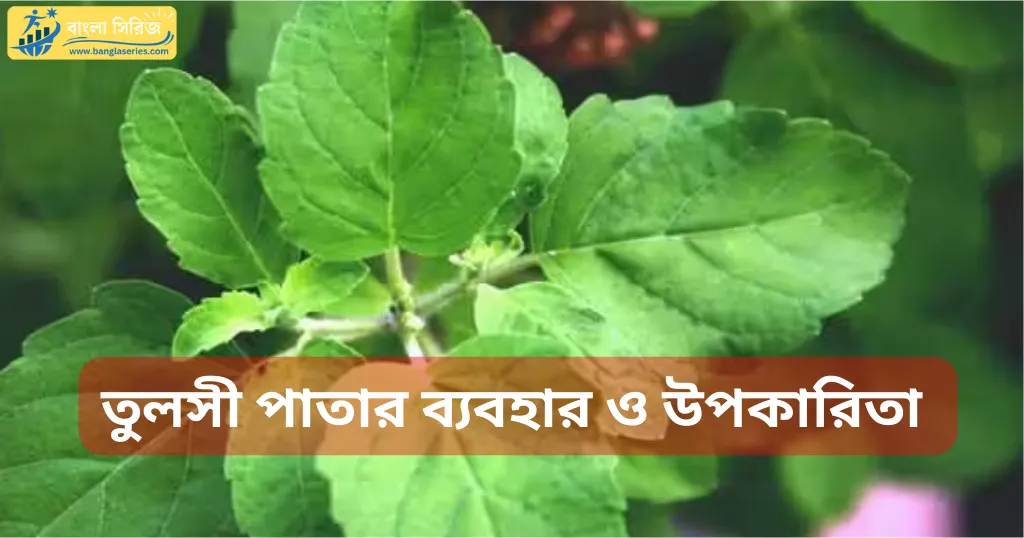 তুলসী পাতার উপকারিতা - Tulsi Benefits in Bengali